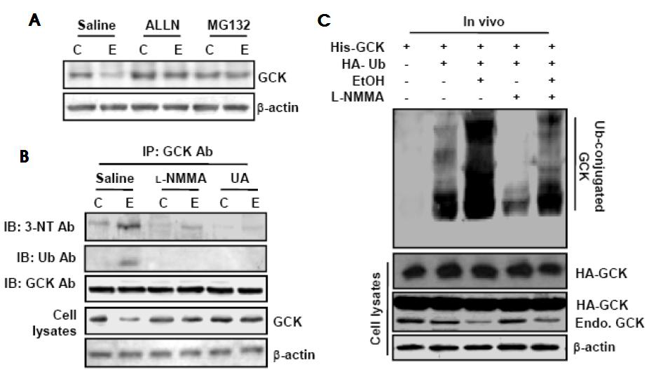 Ethanol-induced GCK nitration enhanced GCK degradation through its ubiquitination