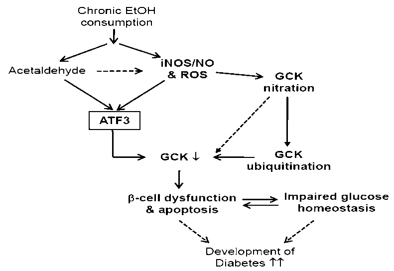 Proposed model by which peroxynitrite-mediated ATF3 and GCK nitration in ethanol consumption mice modilates β-cell function and glucose homeostasis