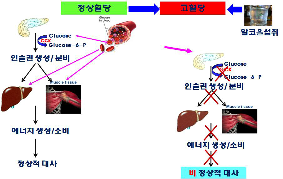 Normal glucose metabolism and alternated regulation in hyperglycemia condition