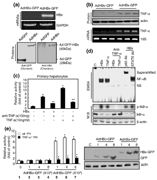 Normal glucose metabolism and alternated regulation in hyperglycemia condition