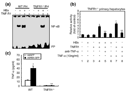 TNFR1 is required for HBx-induced NF-kB activation and TNF-α production