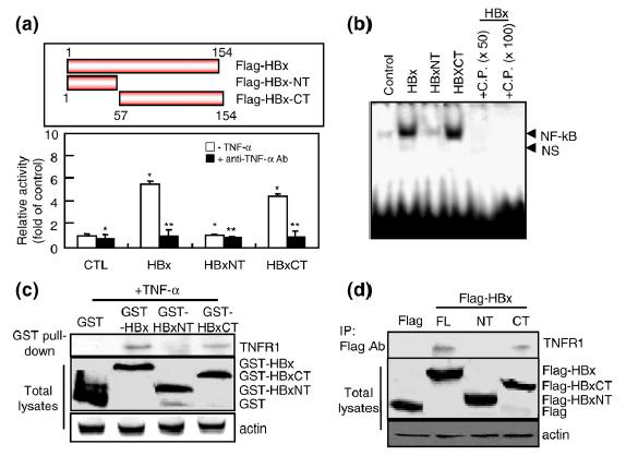 C-terminal domain of HBx is required for NF-kB activation