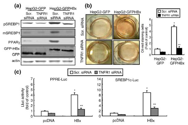 TNFR1 siRNA inhibits lipid accumulation and expression of lipogenesis genes observed in HepG2-GFPHBx stable cells