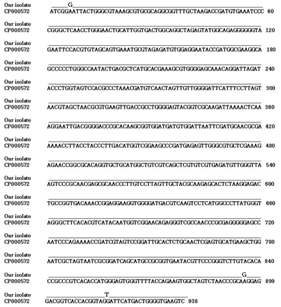 Comparison of the 16S rRNA sequences from B. pseudomallei (GenBank accession no. CP000572) and B. pseudomallei isolated from a melioidosis patient