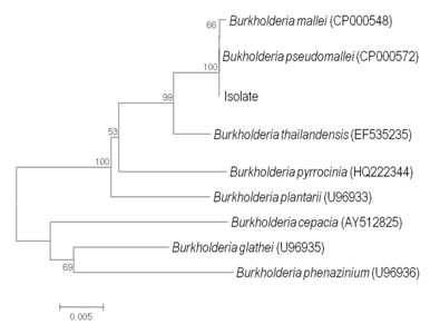 Phylogenetic relationships of B. pseudomallei and other burkholderia species inferred from 16S rRNA sequences, which were aligned using the multiple alignment program CLUSTAL X. B. pseudomallei isolated from a melioidosis patient are indicated by an asterisk