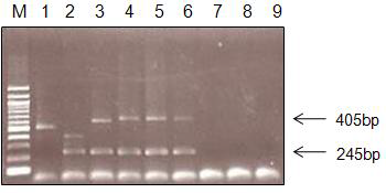 Multiplex PCR analysis of B. mallei, B. thailandensis and B. pseudomallei isolates