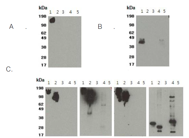 Identification of monoclonal antibodies with B. pseudomallei (A) LPS (B) capsule and (C) whole cell antigen by western blot