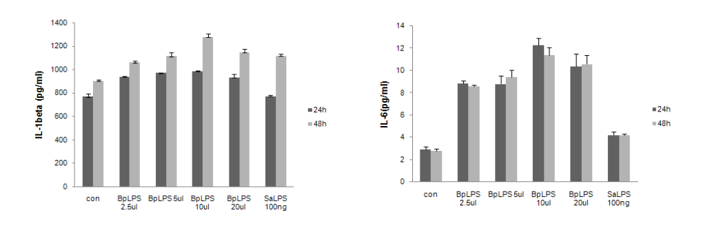 Dose-dependent cytokine induction in THP-1 cells treated with B. pseudomallei LPS