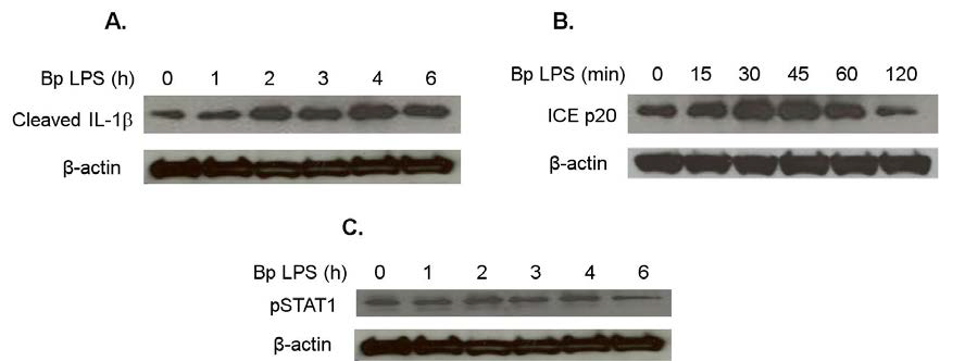 Processing of IL-1β and activation of ICE in B. pseudomallei LPS-treated THP-1 cells