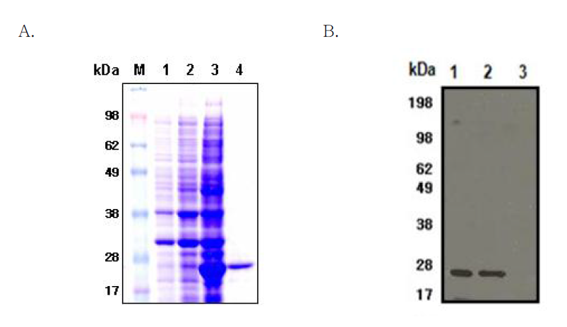 A. Expression and purification of Burkholderia pseudomallei recombinant Fe-SOD. Proteins were analyzed by SDS-PAGE and stained with Coomassie blue. Lane 1, uninduced E. coli lysate; lane 2, IPTG-induced E. coli lysate (pDEST17) lane 3, IPTG-induced E. coli lysate (pDEST17/FeSOD) and lane 4, purified recombinant Fe-SOD of B. pseudomallei. B. Identification of SOD by western blot. Equal amounts of total proteins (10mg) from B. pseudomallei and purified recombinant Fe-SOD were separated by SDS-PAGE and immunoblotted with polyclonal antibodies raised against the recombinant protein. Lane 1, lysates from B. pseudomallei; Lane 2, purified recombinant Fe-SOD; Lane 3, lysates from E. coli