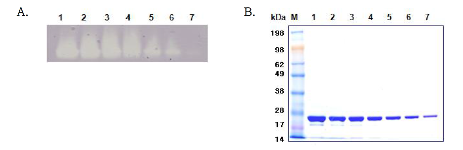 Visualization of purified recombinant Fe-SOD on native PAGE and SDS PAGE