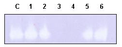 Effect of inhibitor on the purified enzymes. Identical amounts of protein were loaded on native PAGE gels and stained to reveal SOD activity