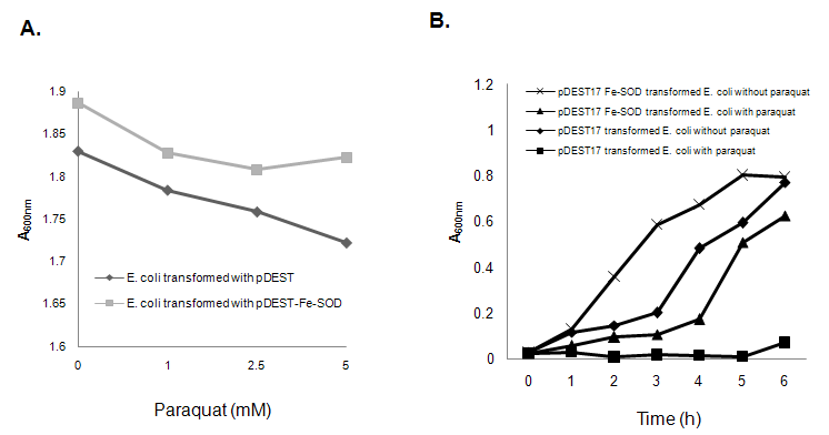 Growth of E.coli cells transformed with either pDEST17 or pDEST17 Fe-SOD plasmids 12h incubation in different concentrations of paraquat (A) and in absence or presence of 5mM paraquat over increasing time period (B) in liquid LB-medium