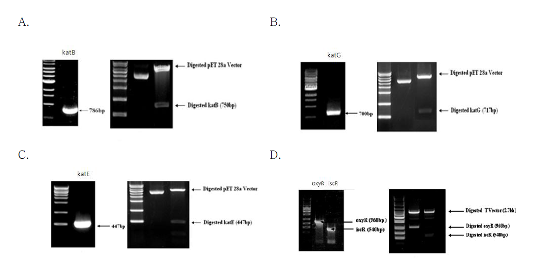 Analysis of antioxidant gene amplified by the PCR and identification of recombinant plasmid containing antioxidant gene fragment