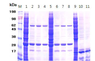 Expression and purification of recombinant protein