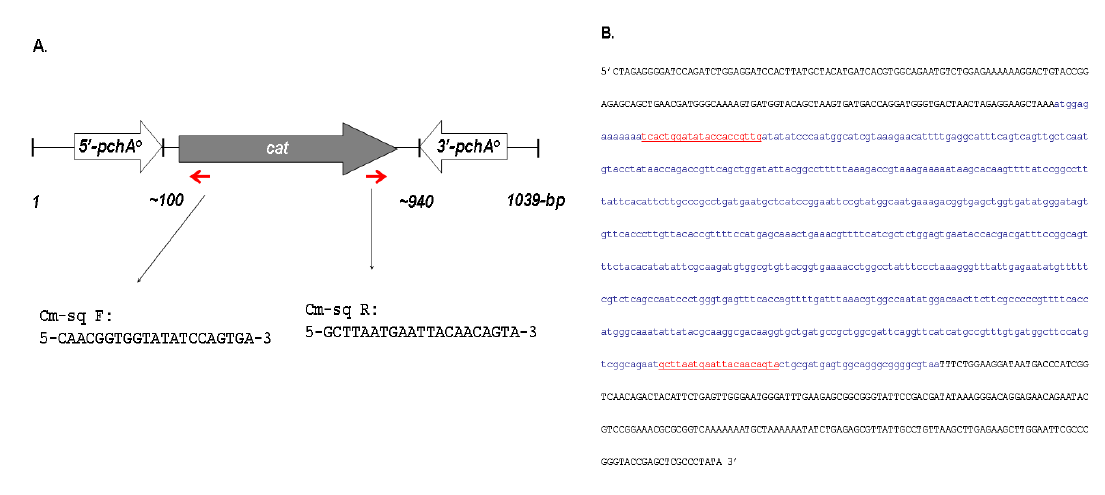 (A) A schematic diagram of the constructed ∆pchA::cat cassette. (B) DNA sequence determination of the ΔpchA::cat region