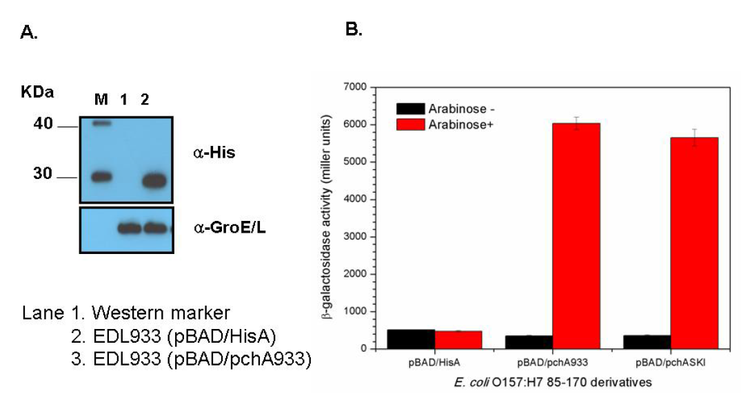 Expression and function of the EDL933 pchA gene