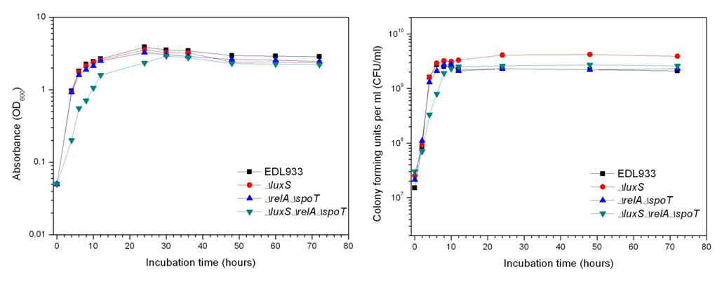 Growth curve of wild-type EDL933 and mutant strains