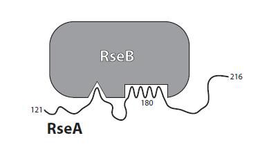 Model for RseB binding to the RseA periplasmic domain