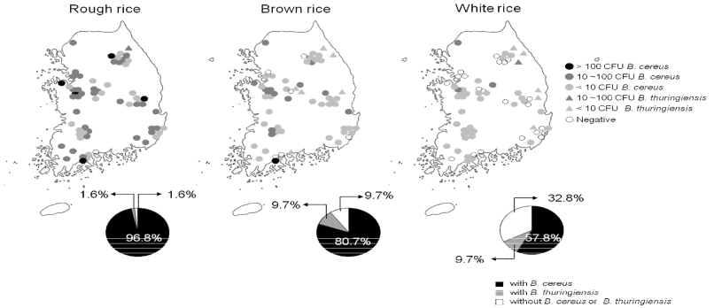 Prevelance of B. cereus and B. thuringiensis in rough rice, brown rice, and white rice produced in Korea.