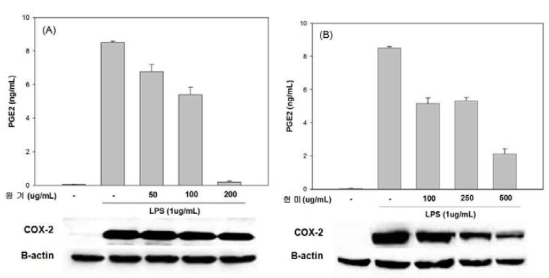 왕겨 및 현미 추출물의 PGE2생성 및 COX-2발현 억제 효과.
