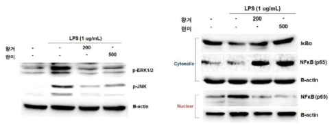 왕겨 및 현미 추출물의 MAPKs 및 NF-қB의 활성 저해 효과.