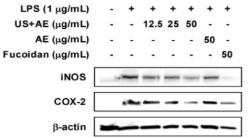 Effects of seaweeds (Sporopyll of Undaria pinnatifida) extracted with the ultrasonication on LPS-induced iNOS and COX-2 expression in Raw 264.7 macrophages for 24 hrs.