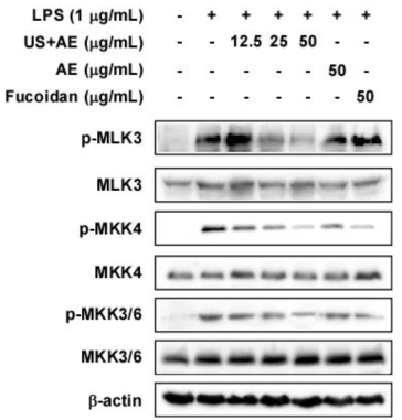 Effects of seaweeds (Sporopyll of Undaria pinnatifida) extracted with the ultrasonication on LPS-induced MAPKKs expression in Raw 264.7 macrophages for 10 mins.