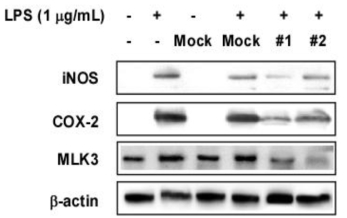 of MLK3 knockdown on LPS-induced iNOS and COX-2 expression in Raw 264.7 cells.