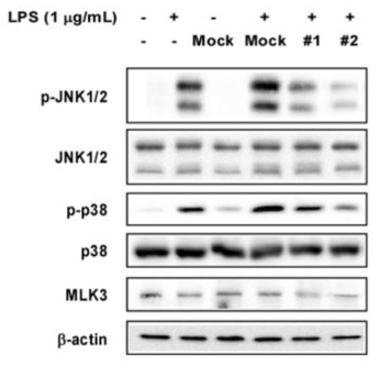 MLK3 knockdown on LPS-induced JNK1/2 and p38 phosphorylation in Raw 264.7 cells.