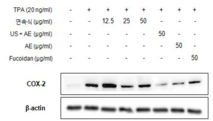 Effects of seaweeds (Sporopyll of Undaria pinnatifida) extracted with the ultrasonication on TPA-induced COX-2 expression in JB6p+ mouse epidermal for 4 hrs.