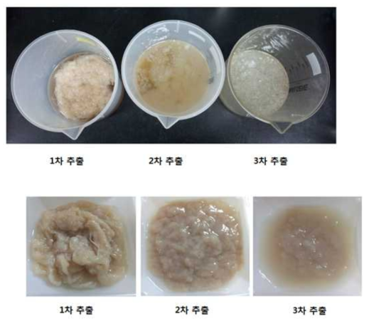 The precipitates of β-glucan extracted from Sparassis crispa in replicate