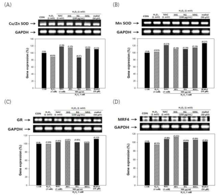 Effect of ginseng extracts sample on the mRNA expression of Cu/Zn-SOD(A), Mn-SOD (B), GR (C), MFR4 (D).