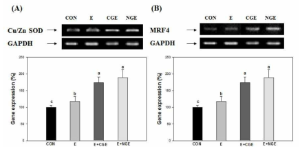 Effect of NGE on Cu/Zn SOD and MRF4 mRNA expression in muscle tissue.