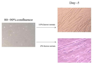 Effect of horse serum concentrations (2% or 10%) on the cell morphology during differentiation of C2C12 cells