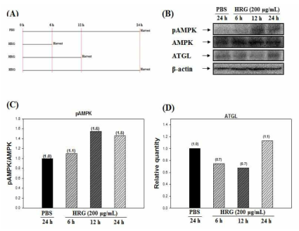 Effect of HRG on ATGL protein levels and the phosphorylation of AMPK for indicated time periods