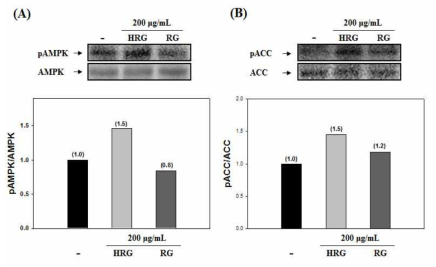 Effect of HRG and RG on the phosphorylation of AMPK (A) and ACC (B).