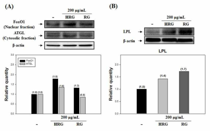 Effect of HRG and RG on FoxO1 translocation, ATGL and LPL.