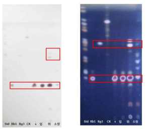 In vitro digestion에 의한 Rb1 소화과정의 TLC 분석.