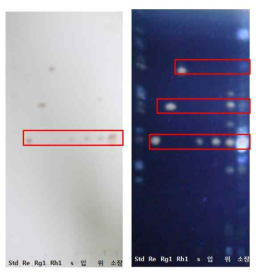 vitro digestion에 의한 Re 소화과정의 TLC 분석.