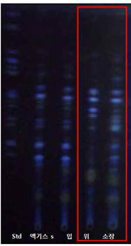 In vitro 소화단계에 따른 홍삼농축액 ginsenoside들의 함량변화 TLC 분석