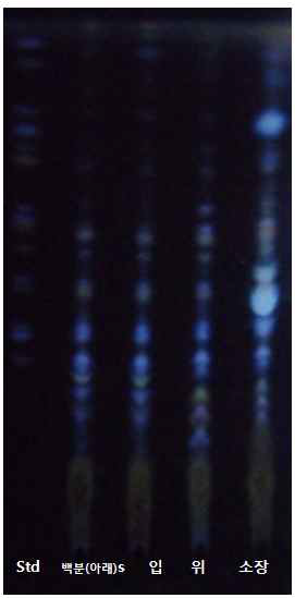 In vitro 소화 중 백삼분말에 잔류되어 있는 ginsenoside들의 TLC 분석.