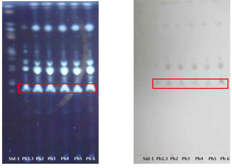 위 pH조건 별 ginsenoside Rb1 소장 소화패턴 TLC 분석.