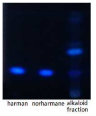 자외선 분광도를 이용하여 알칼로이드 분획물 중 알칼로이드 성분 확인.