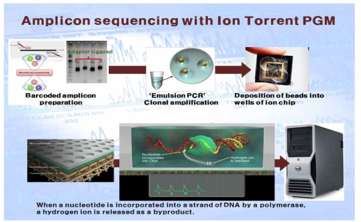X Ion torrent PGM을 이용한 amplicon sequencing 분석