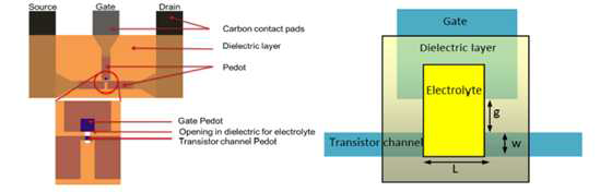 Structures of electrochemical transistor