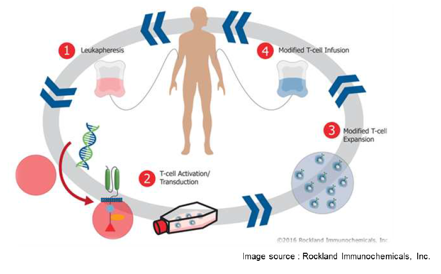 CAR T 세포 기반 표적치료 과정. 환자의 혈액으로부터 분리한 T 세포에 CAR를 발현하는 유전자를 도입하여 충분히 증식하고, 이를 다시 환자에게 주입시 킨다.