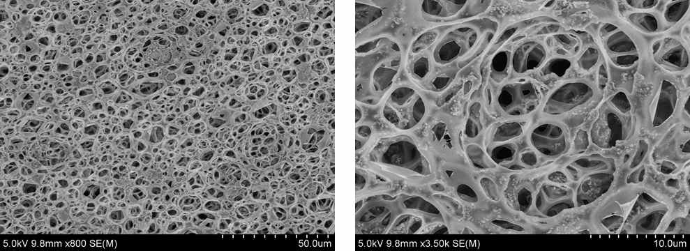 Octane을 증발시킨 후 관찰되는 다공성 구조 (SEM image)