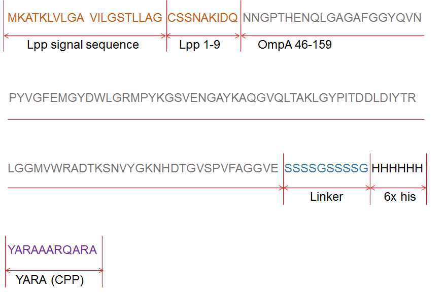 Lpp-OmpA-linker-CPP (YARA)의 아미노산 서열 및 구성