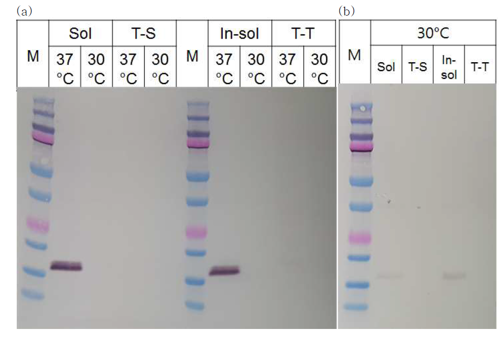 (a) Lpp-OmpA-YARA가 재조합 된 BL21 균주의 상등액, 세포 내부 단백질을 TCA 침전 후 Western blot 결과. (b) Lpp-OmpA-YARA가 재조합 된 MG1655 균주의 상등액, 세포 내부 단백질의 Western blot 결과